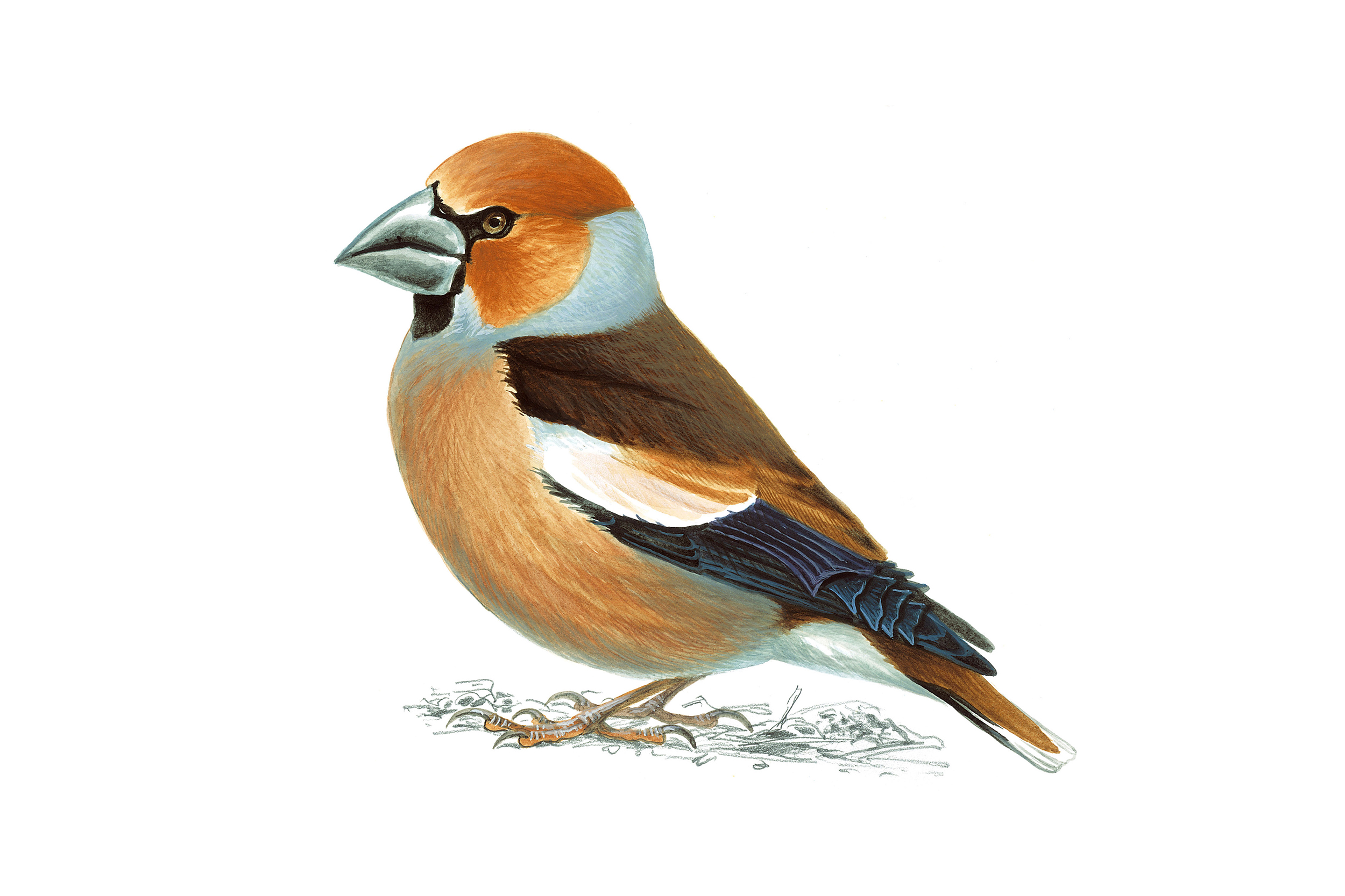 Illustration of Hawfinch