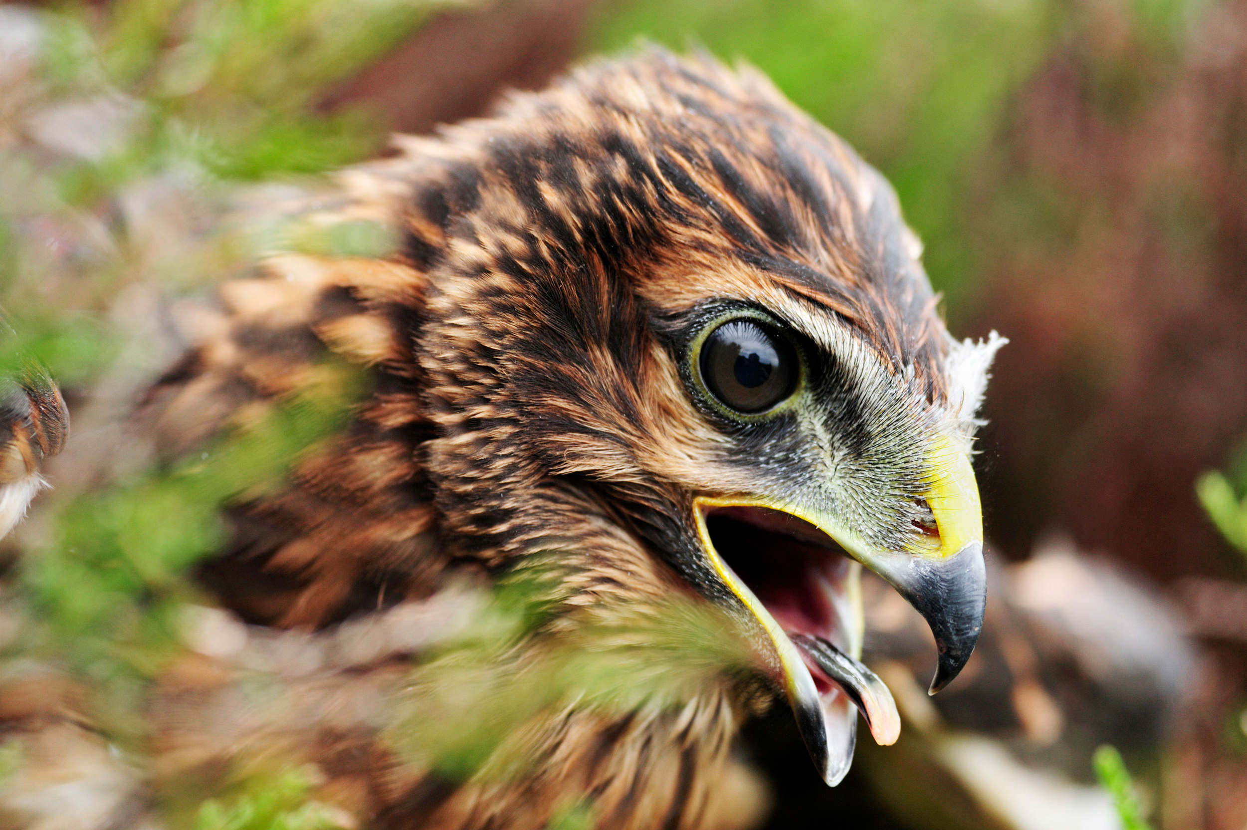 Hen Harrier