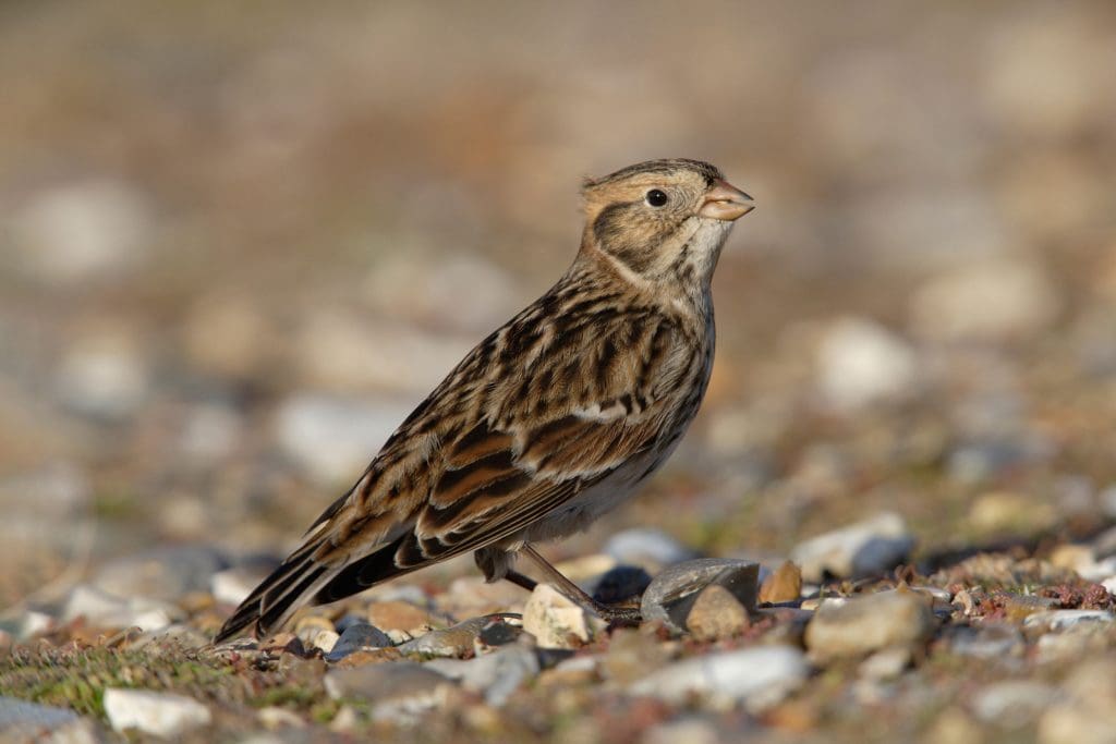 Lapland Bunting on pebbles