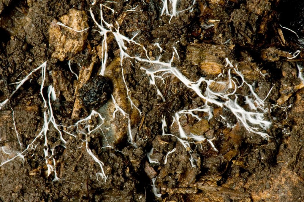 network of mychorrhizal fungus in earth