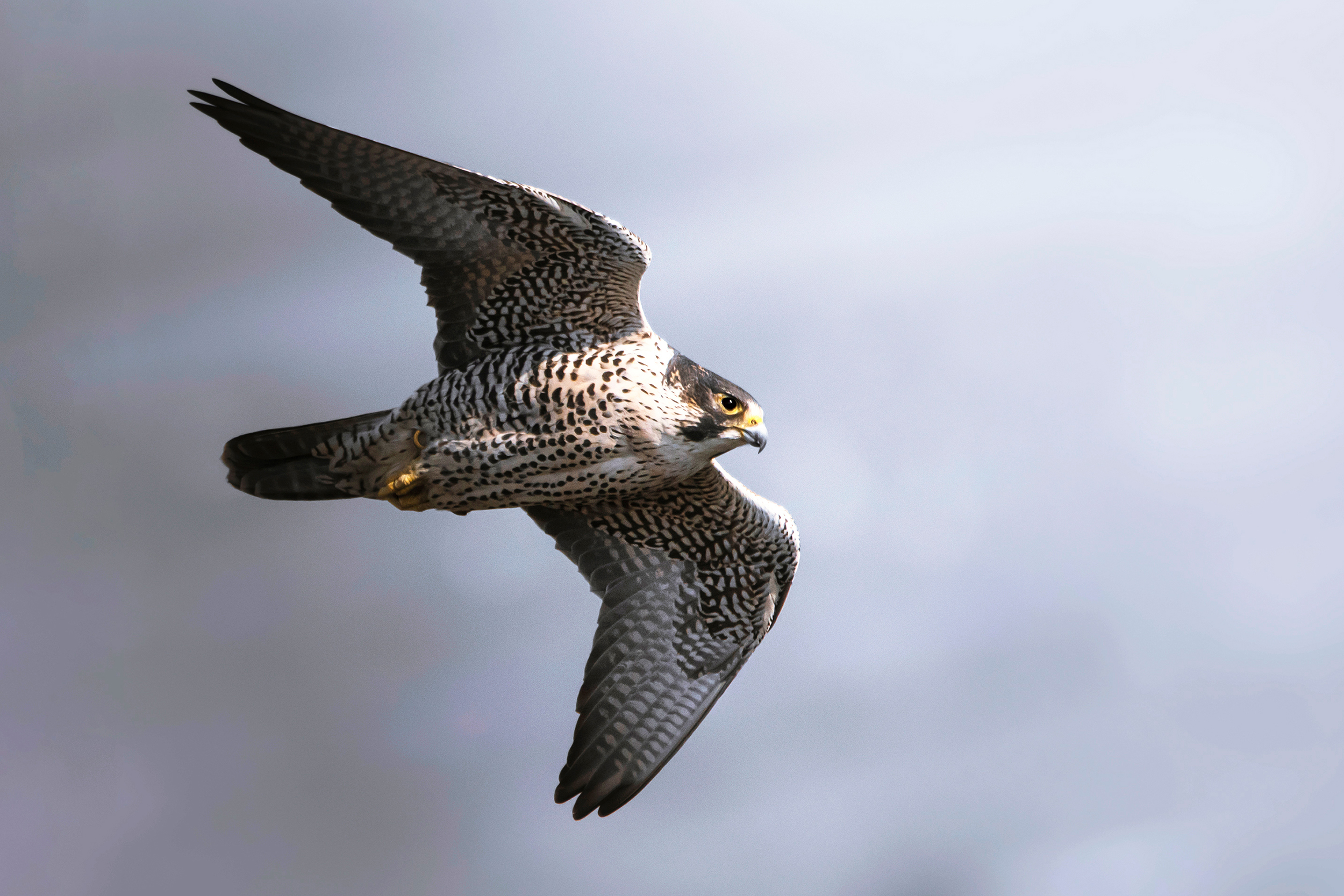 Peregrine falcon in flight