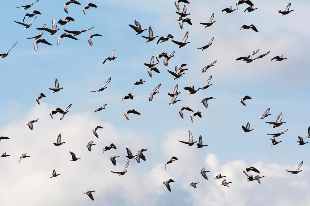 Flock of Pink-footed Geese in flight