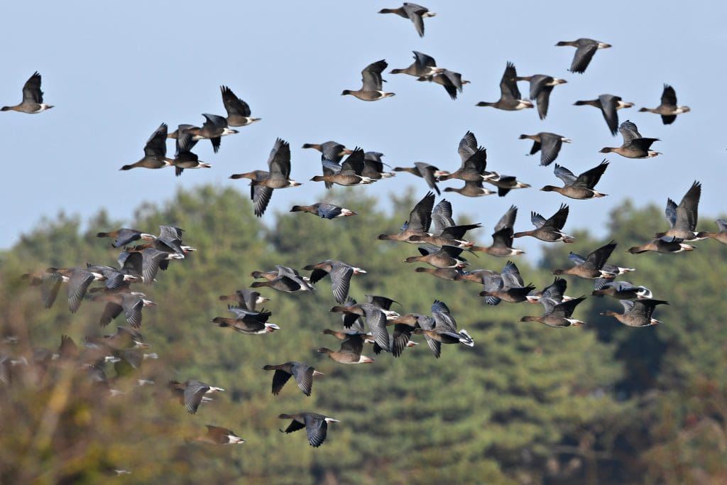 Pink-footed Geese arriving to the Ribble in large numbers in autumn