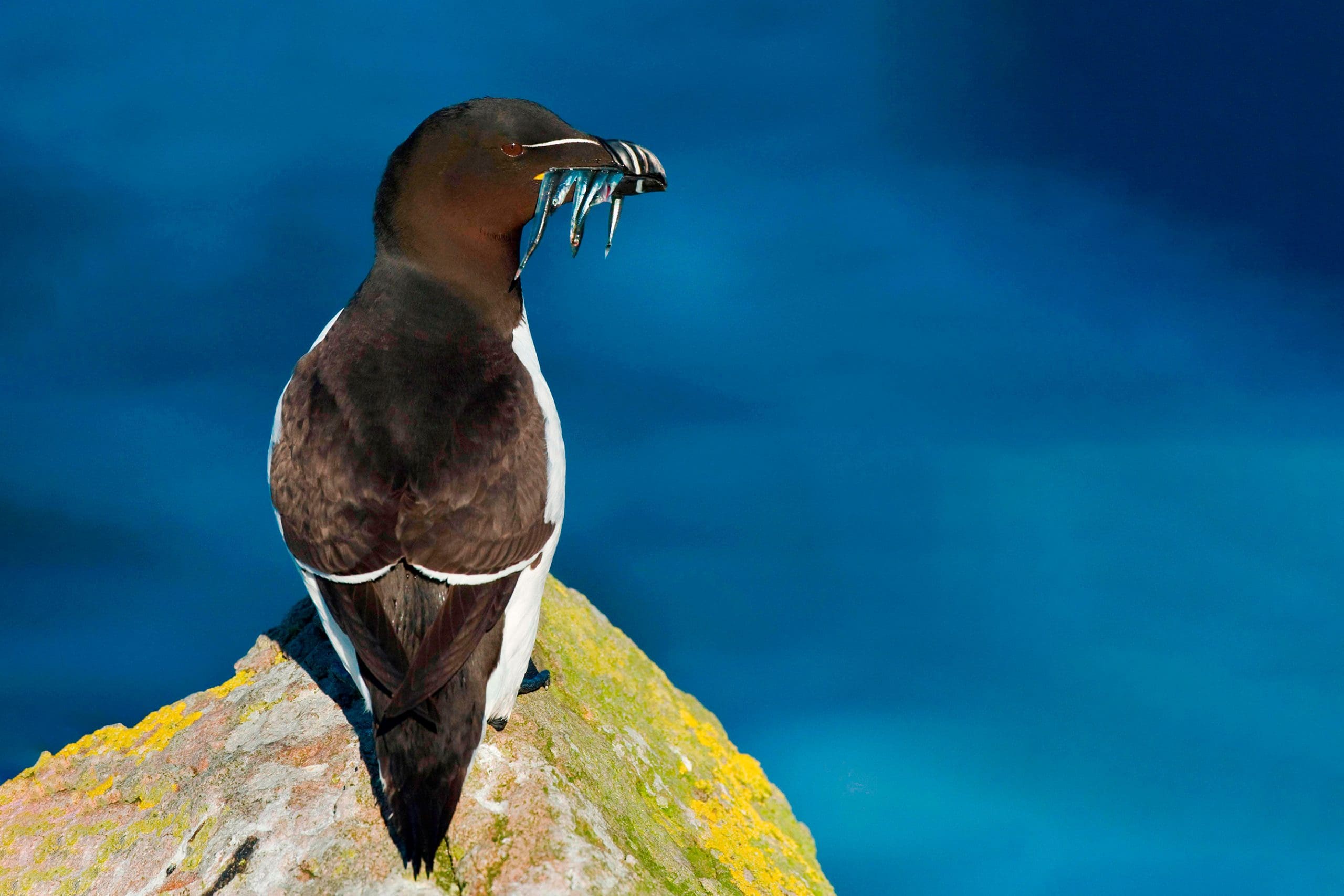 Razorbill with sandeels in beak