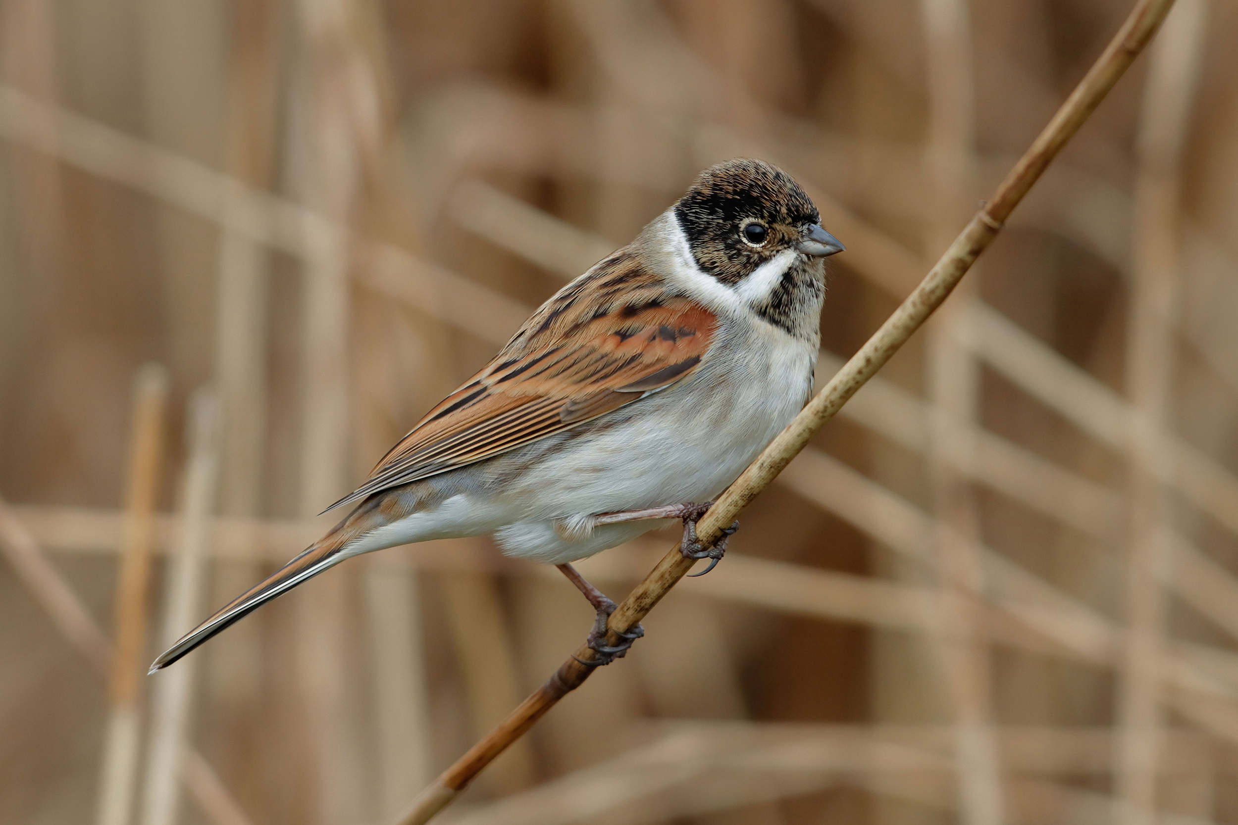 Reed bunting on reed