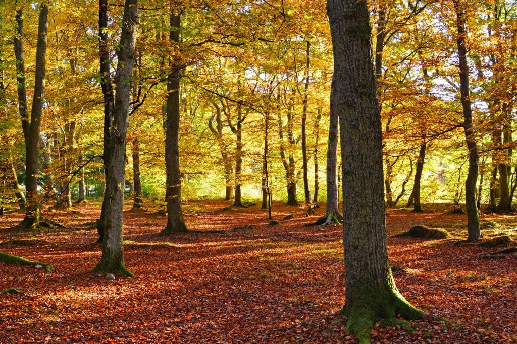 Scottish woodlands.