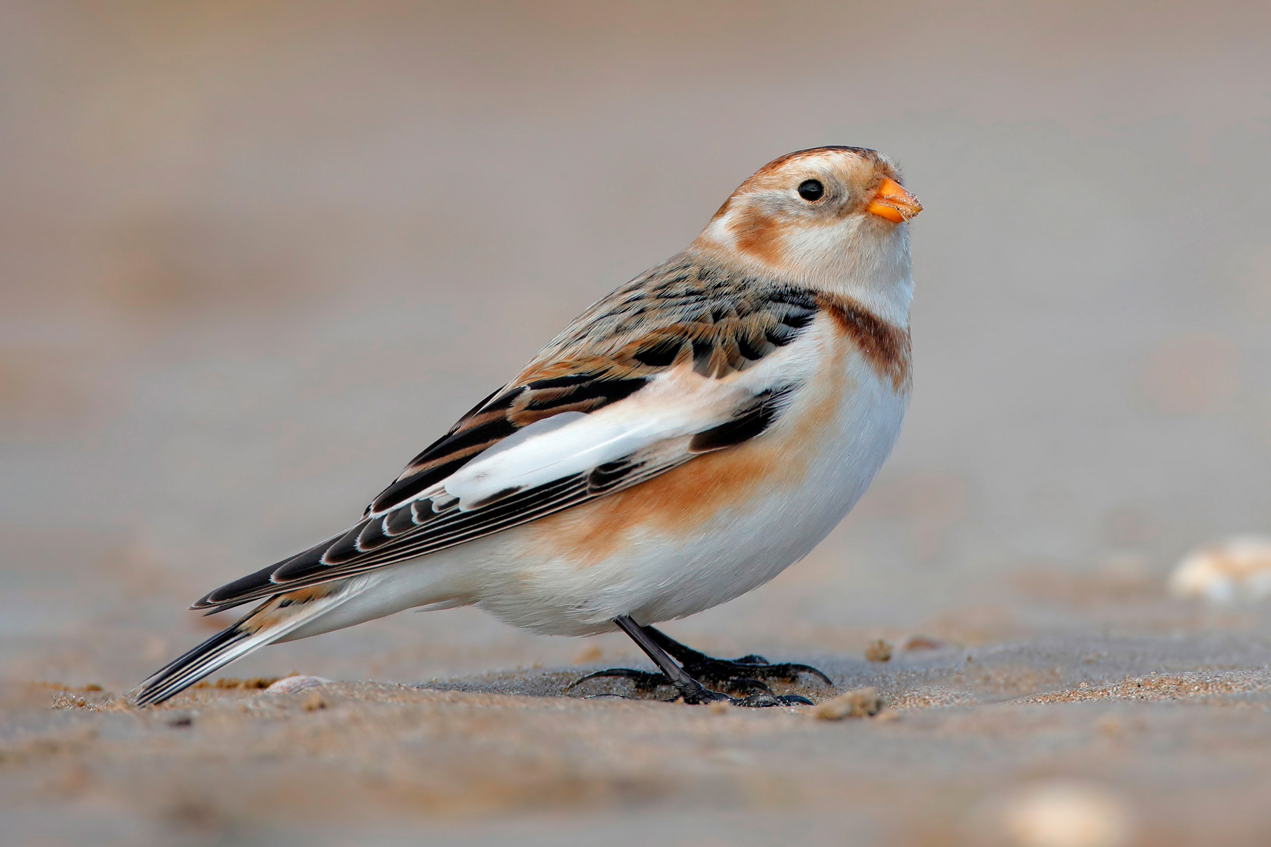 Snow bunting on sand