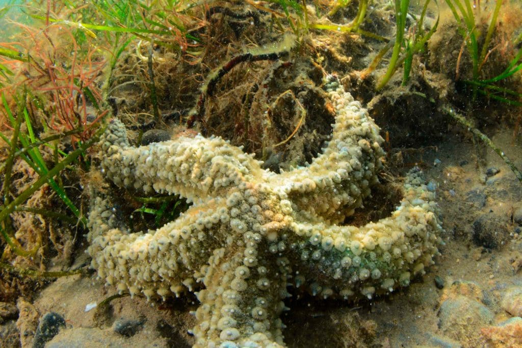 Spiny starfish on seagrass.