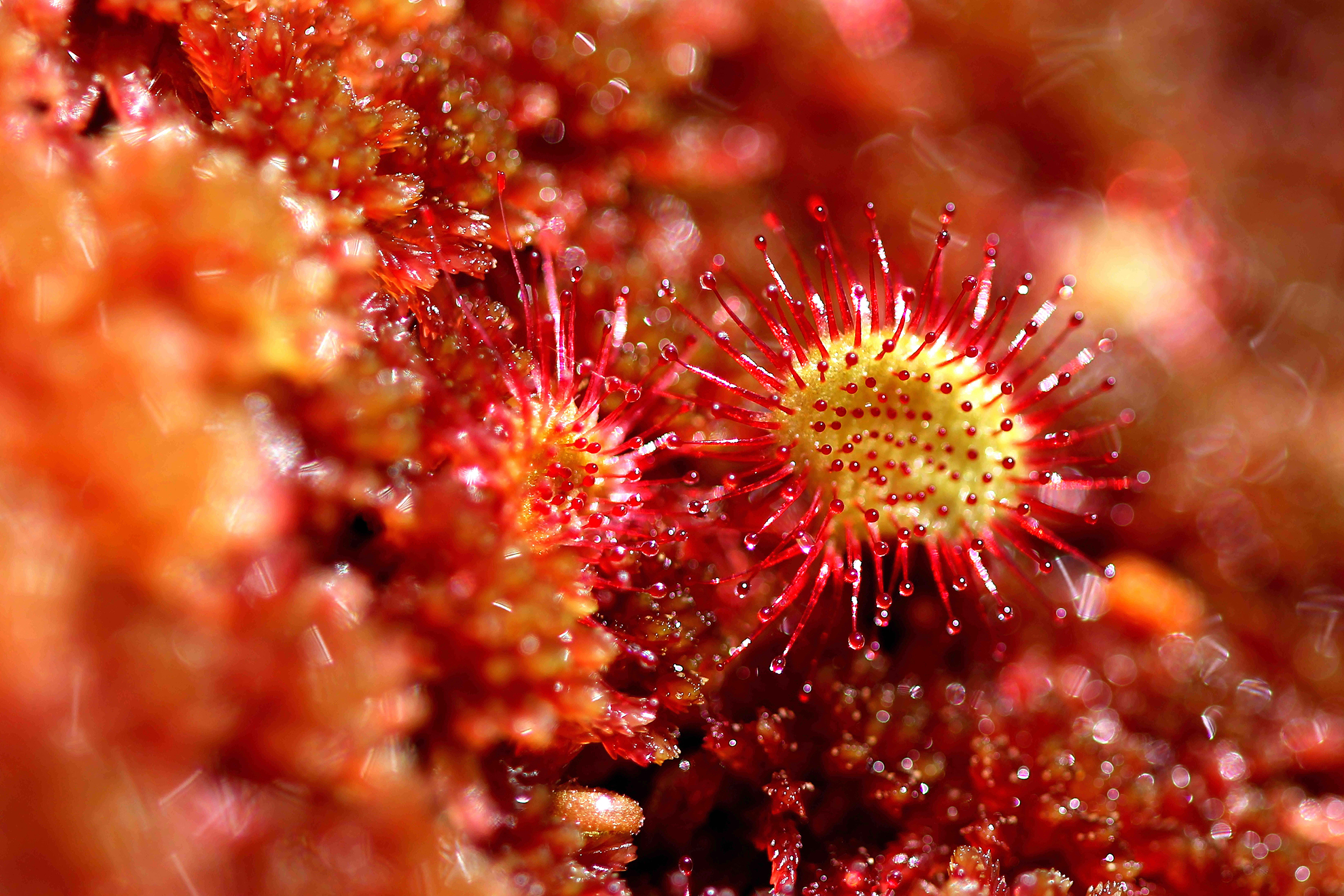 Close up of Sundew flower