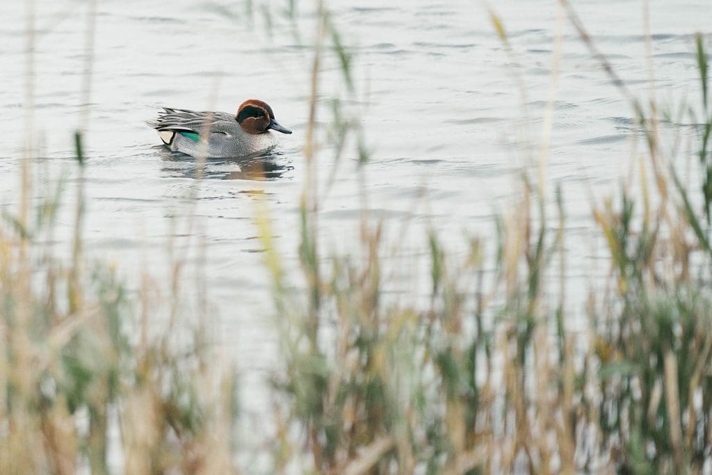 Teal duck on water