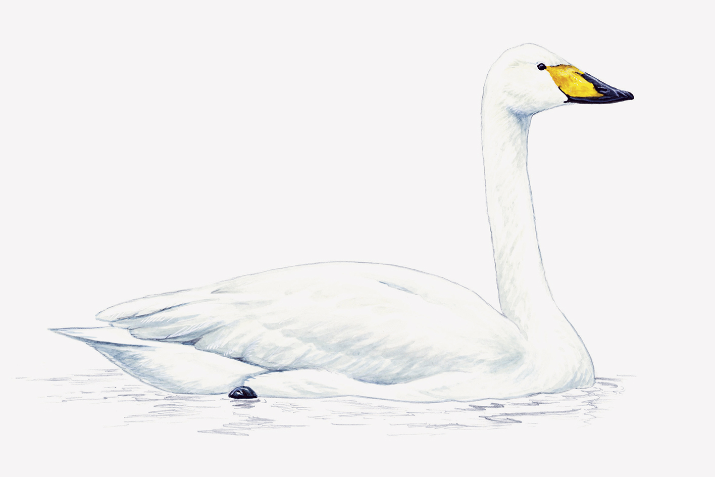 Illustration of Whooper Swan