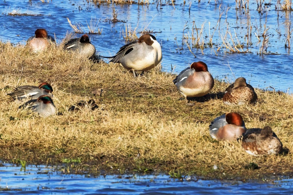 A Pintail, Teal and Wigeon hunker down on the marsh at Ribbl Estuary