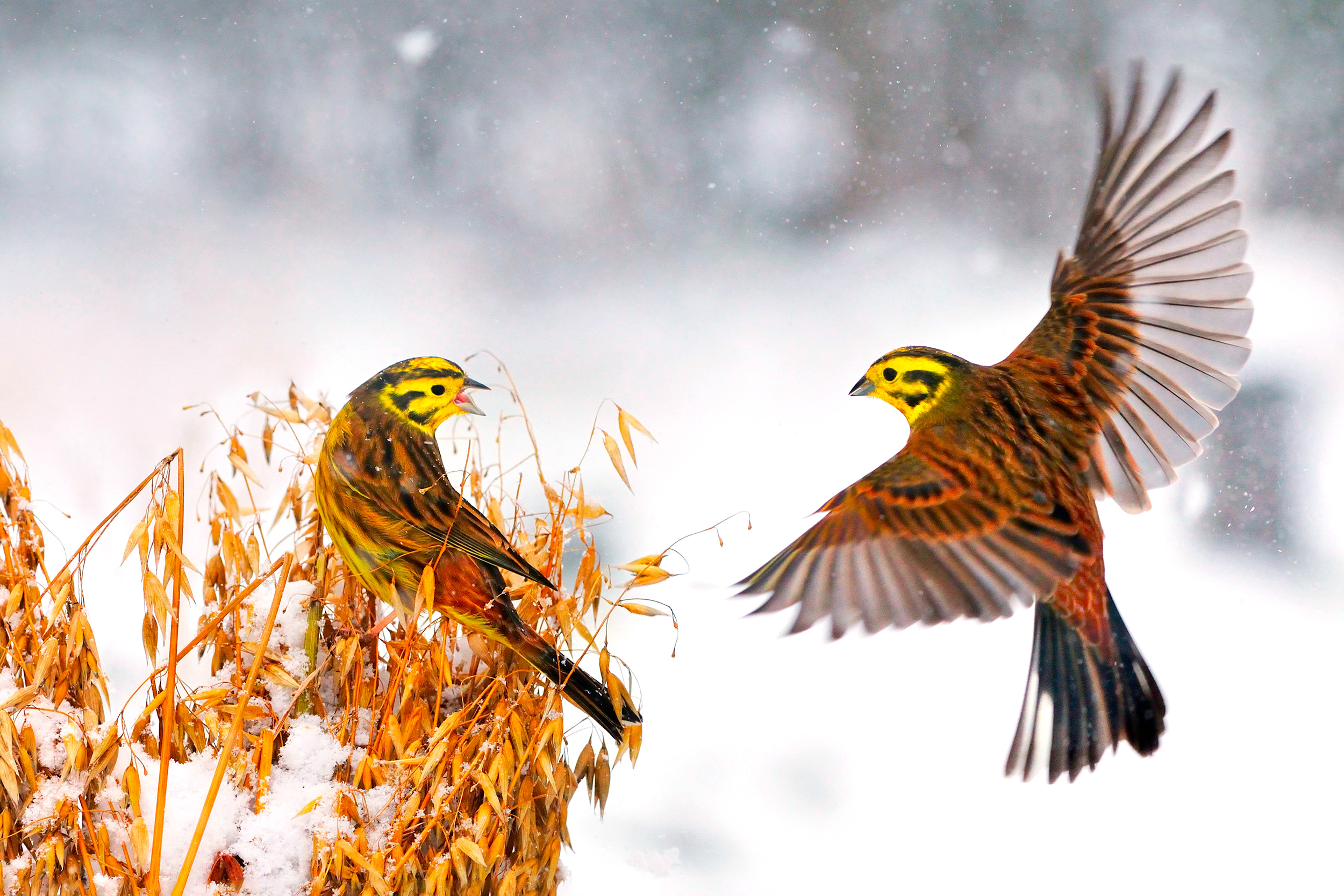 Yellowhammers in snow