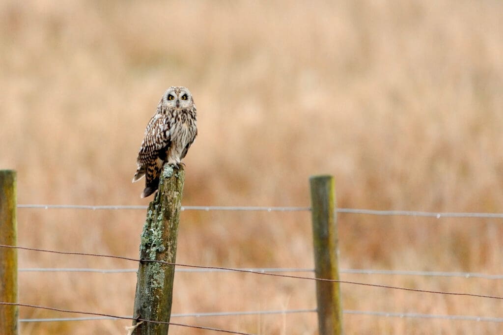 Short-eared Owl on fencepost - Ben Andrew (rspb-images.com)