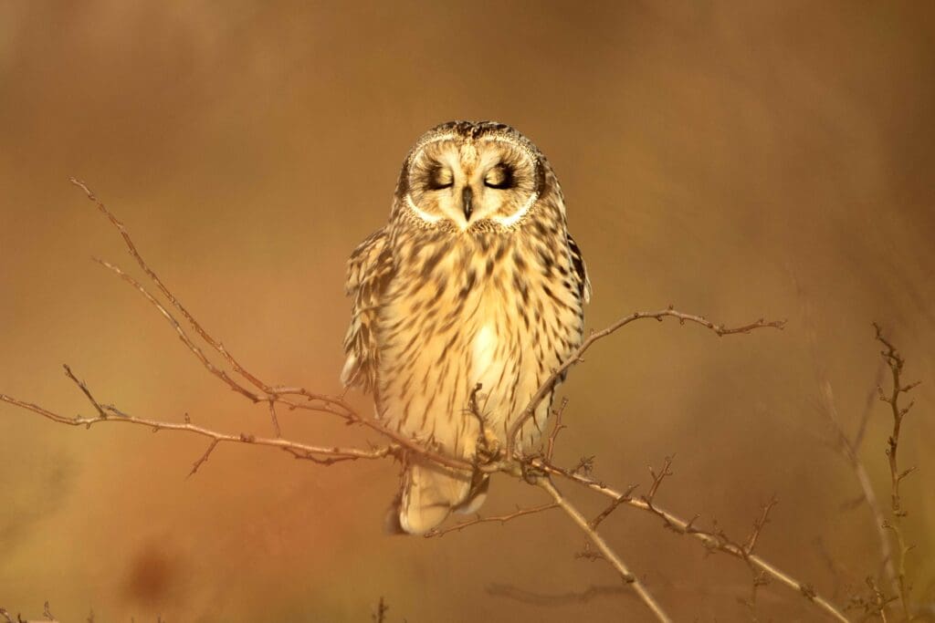 Short-eared Owl perched on twig - Ben Andrew (rspb-images.com)