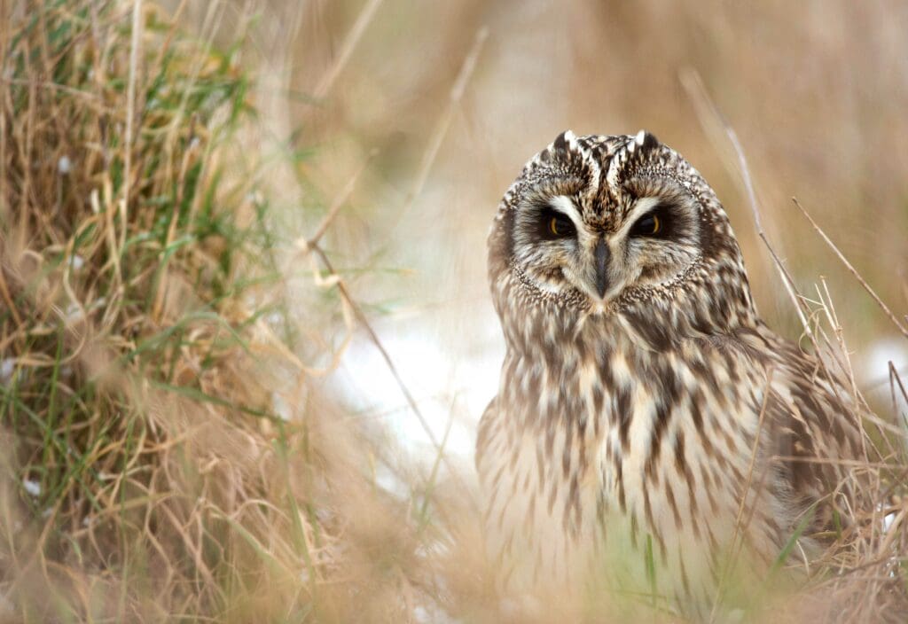 Short-eared Owl - Ben Andrew (rspb-images.com)