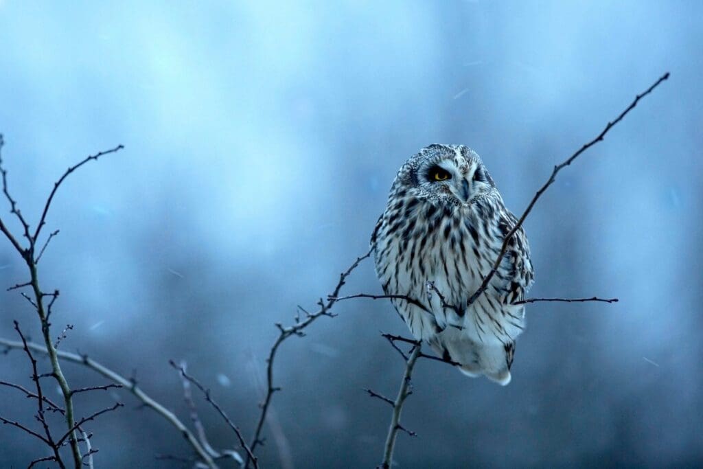 Short-eared Owl sitting on a branch in winter - image by Ben Andrew (rspb-images.com)