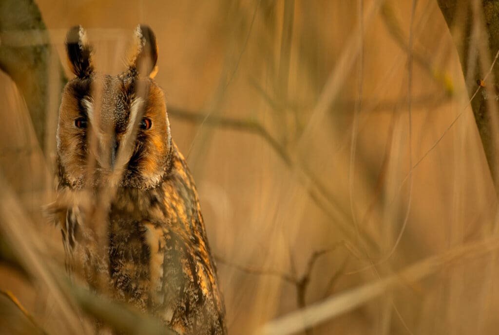 Long-eared Owl - Ben Andrew (rspb-images.com)