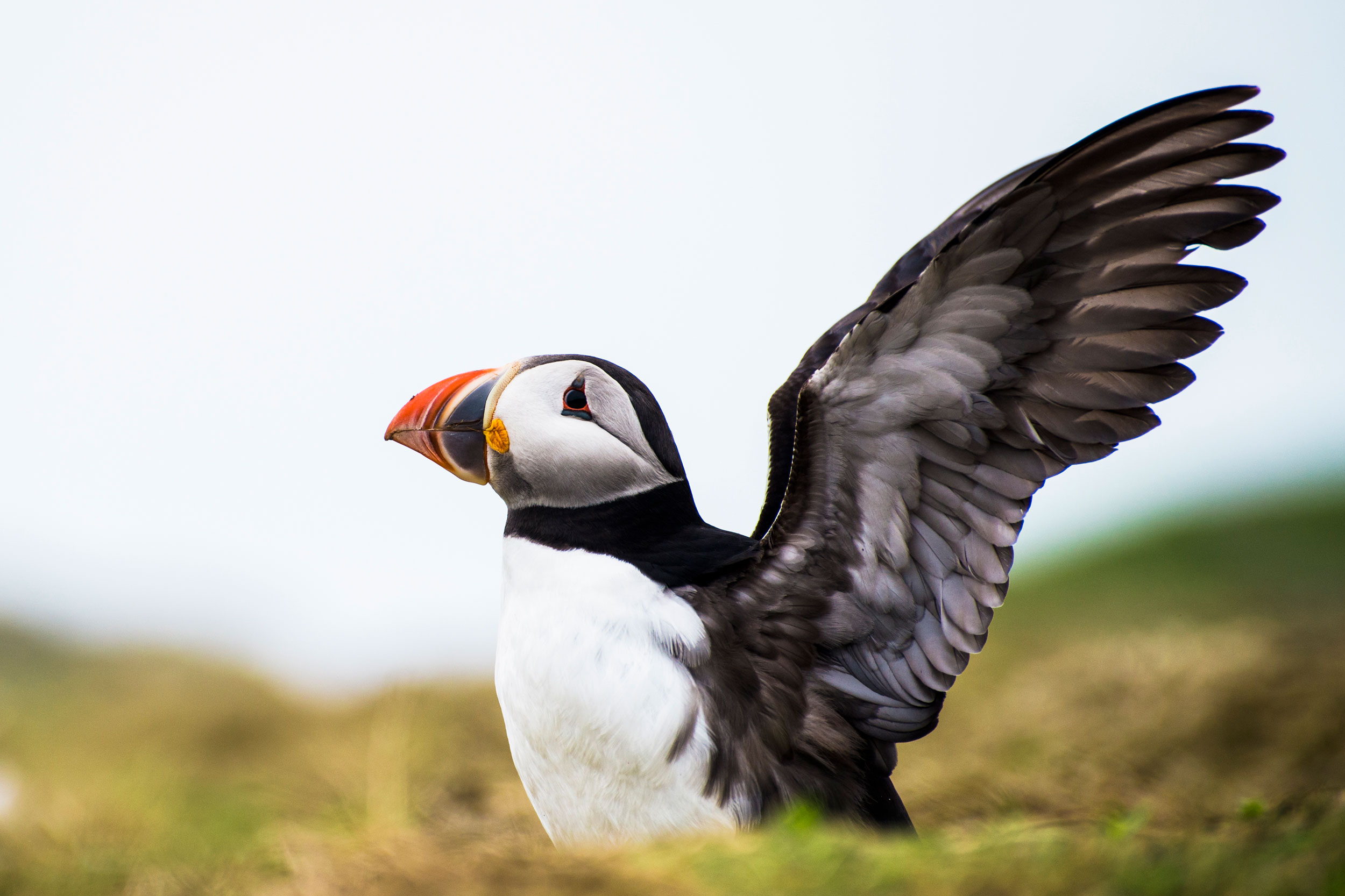 Puffin raising its wings