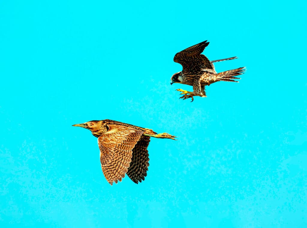 Bittern and Peregrine in flight