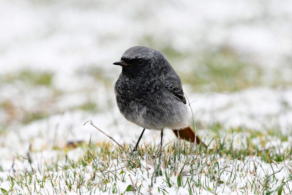 Robin-sized Black Redstart on snowy ground