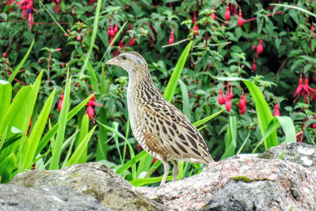 Corncrake perched on garden wall