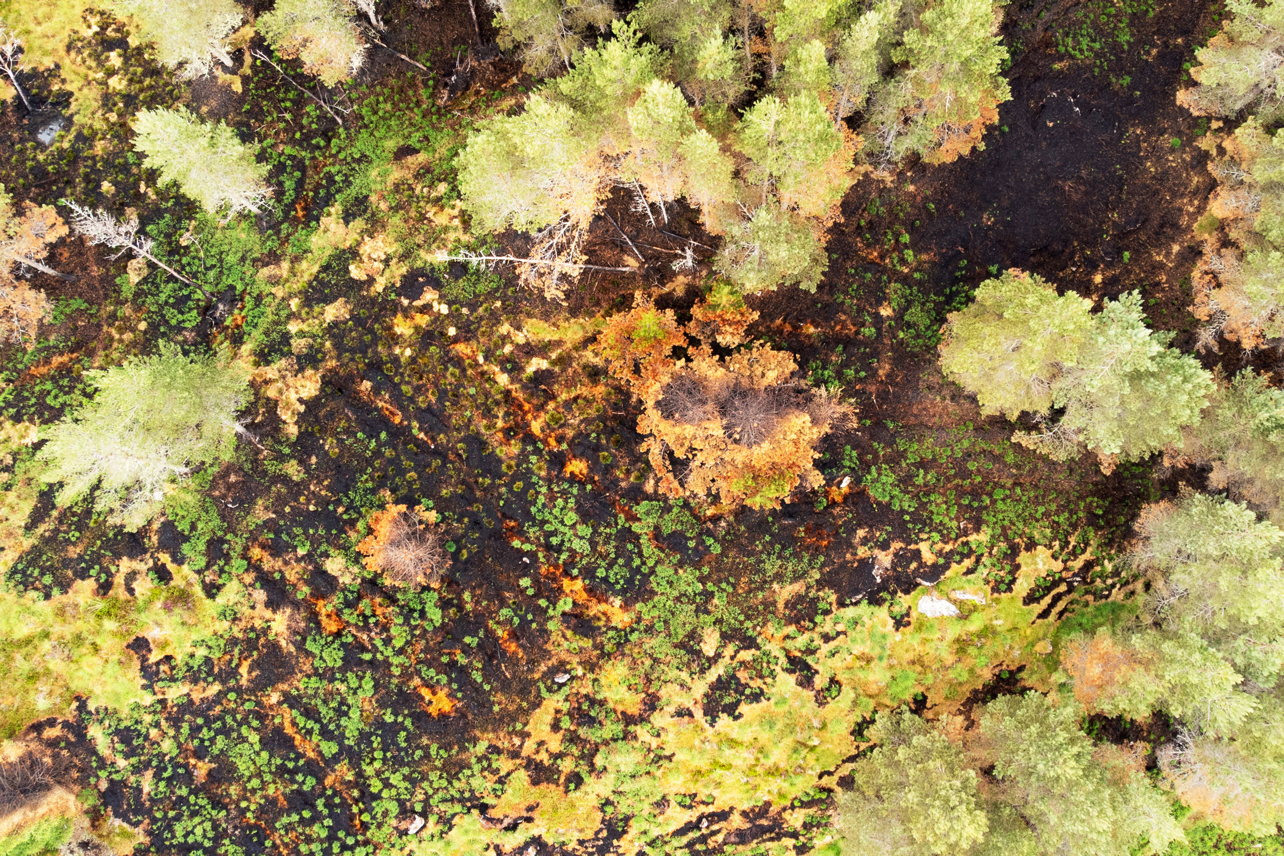 Aerial shot of woodland recovering from wildfire