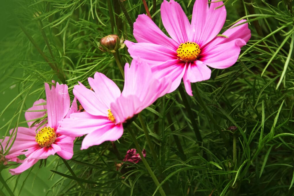 Cosmos bipinnatus