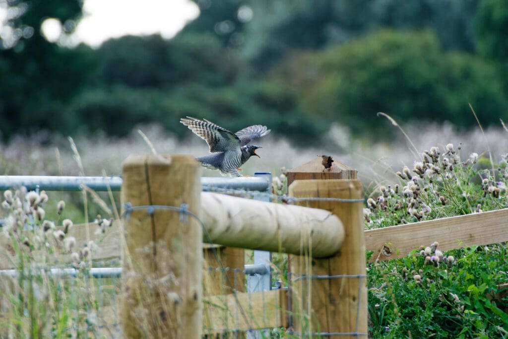 Cuckoo and Wren on fence