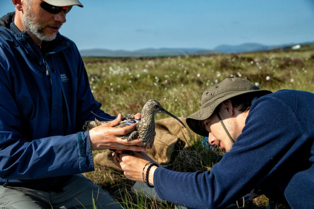 Two people radio-tagging Curlews