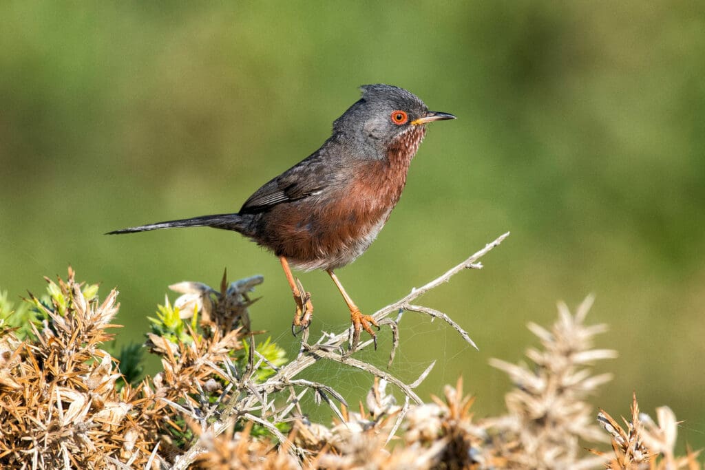 Dartford Warbler perched on twig