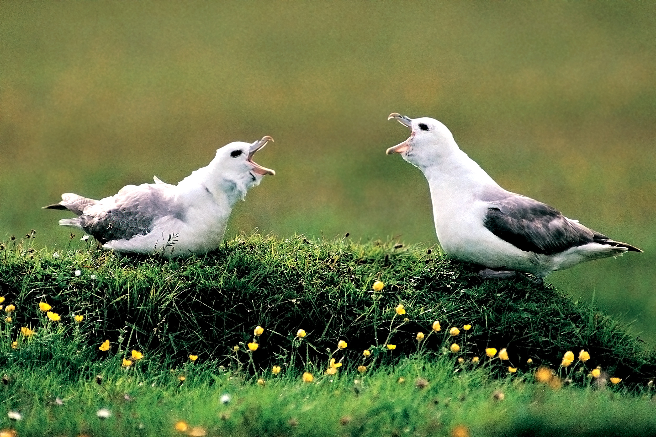 Birds calling to each other while stood on grass