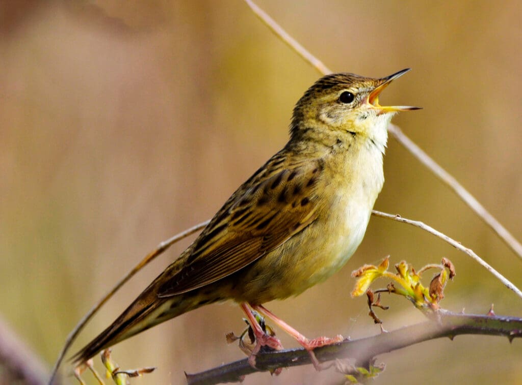 Grasshopper Warbler with open mouth