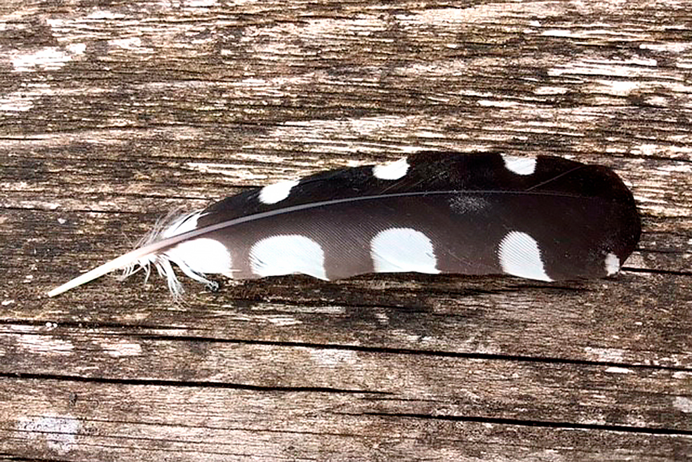 Great Spotted Woodpecker feather.