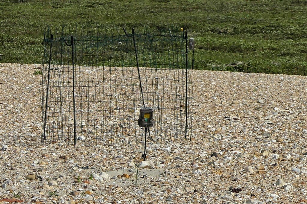 Cage protecting Ringed Plover eggs.