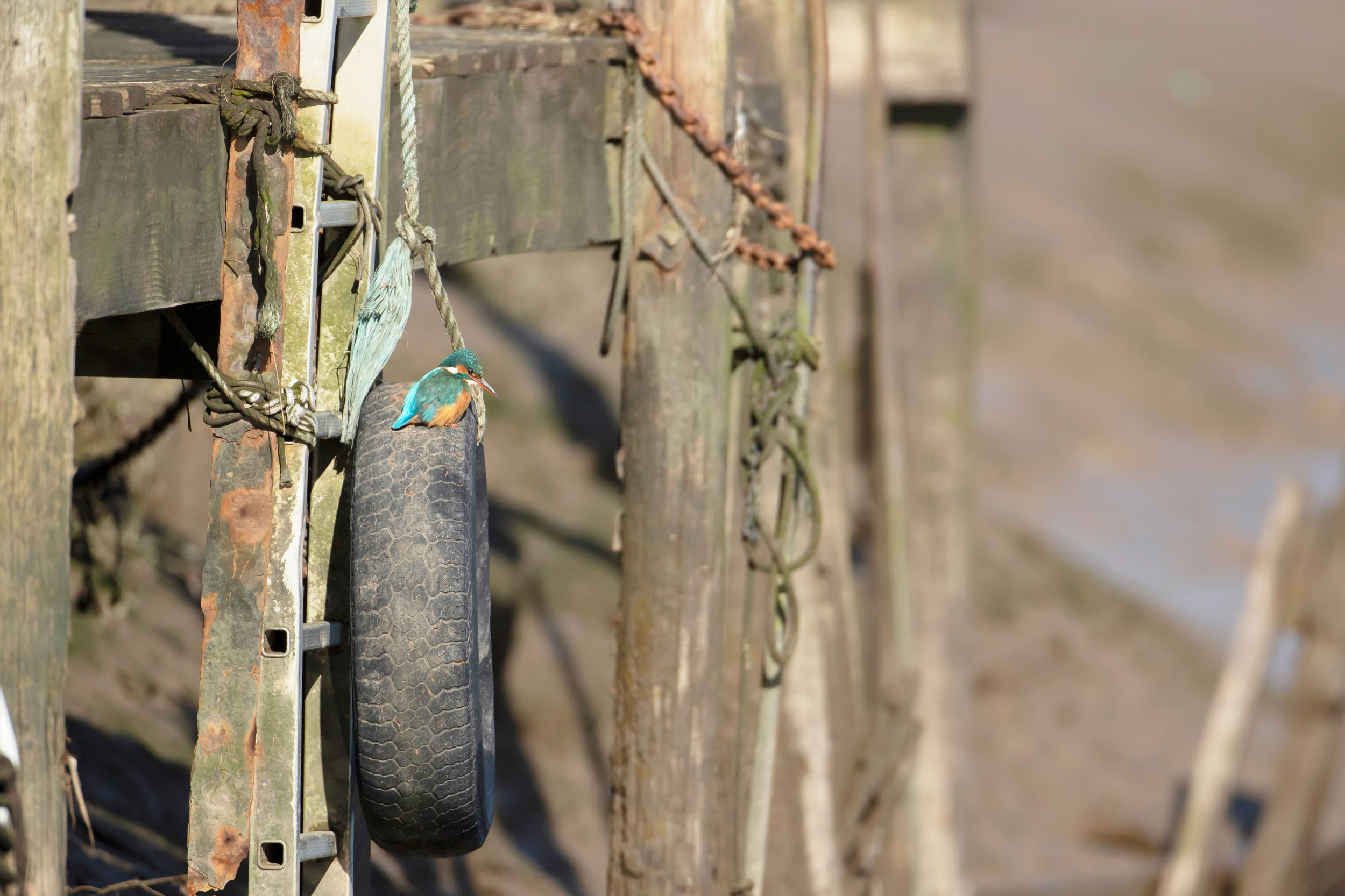 Kingfisher sat on tyre