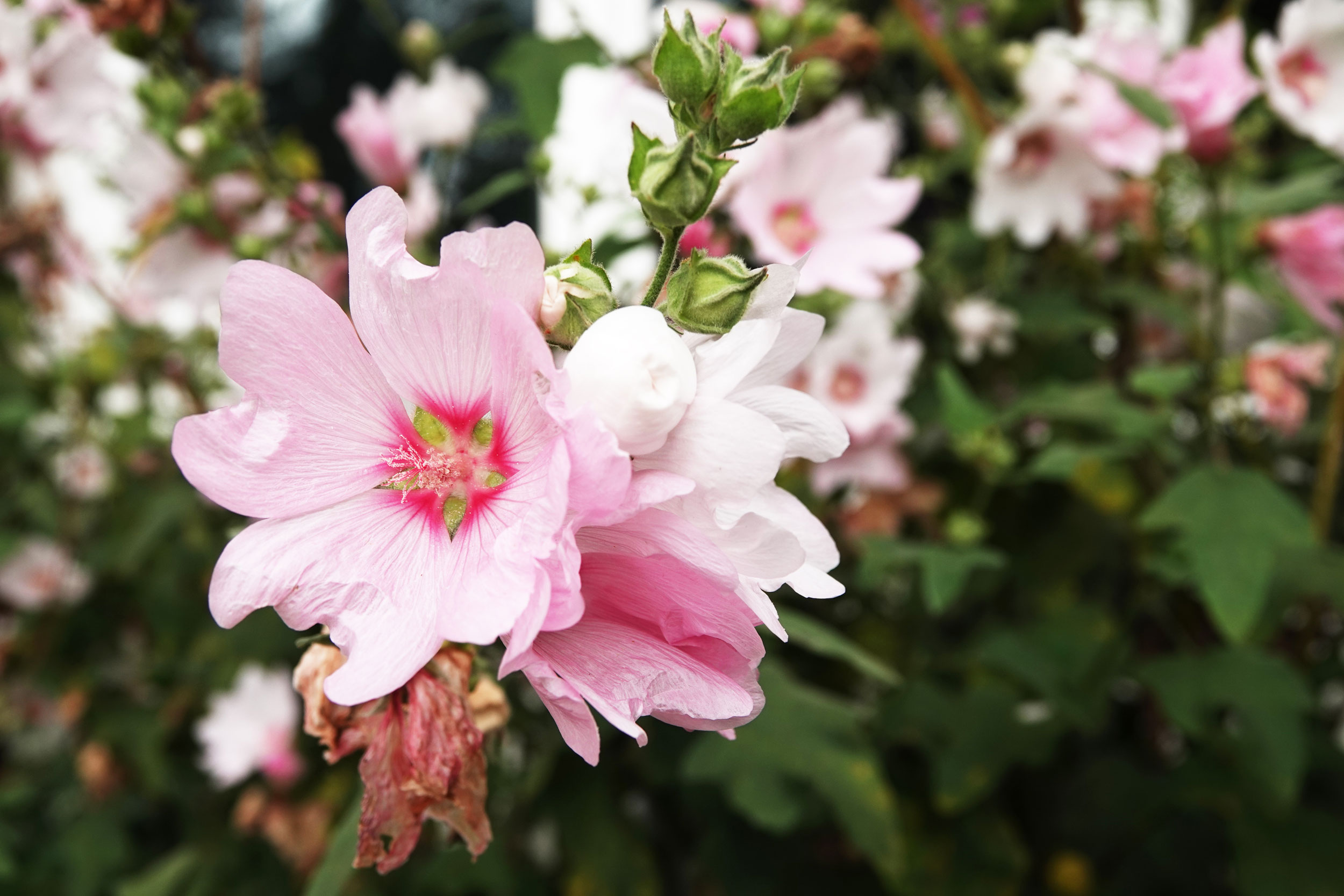 Lavatera x clementii