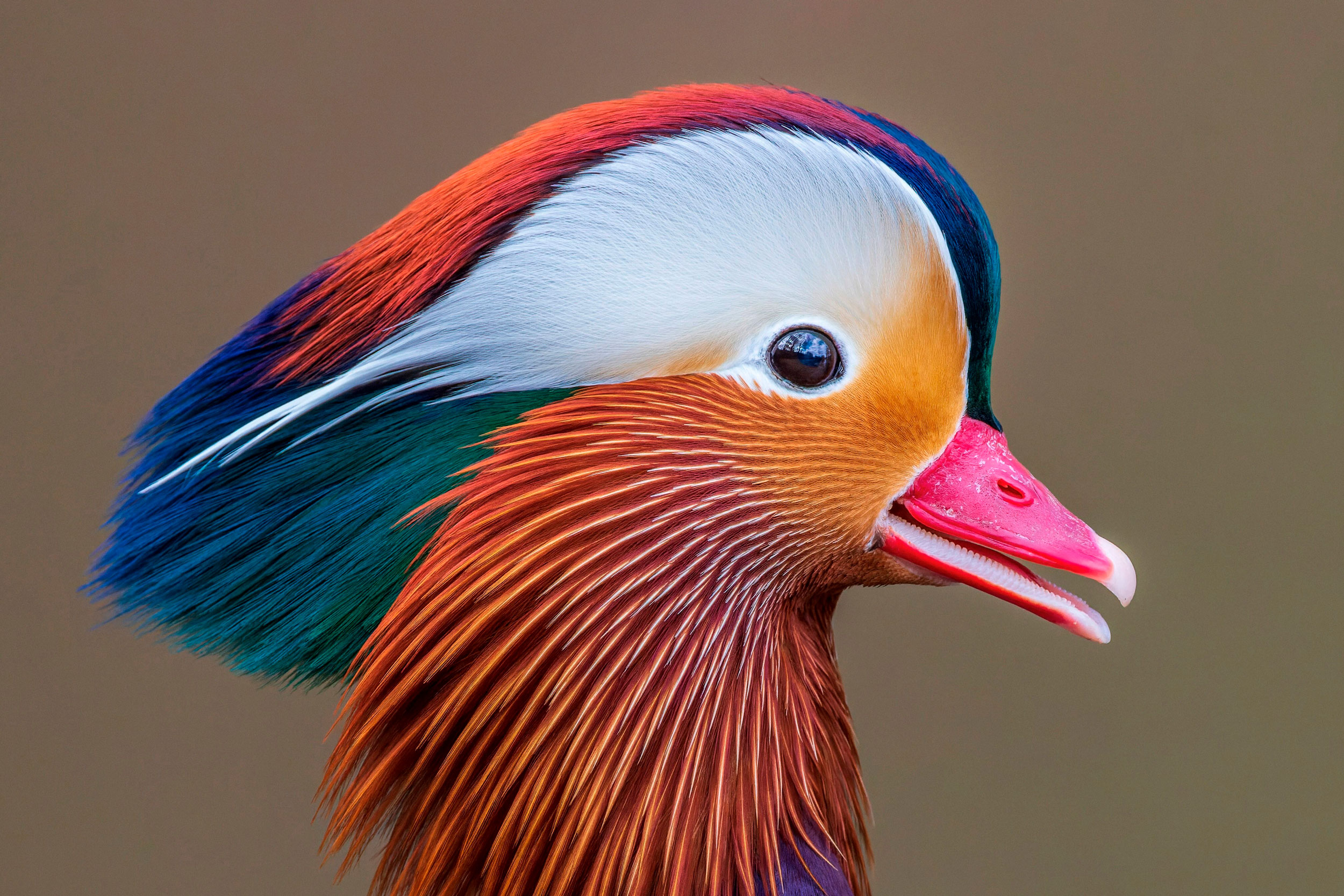 Head shot of Mandarin Duck