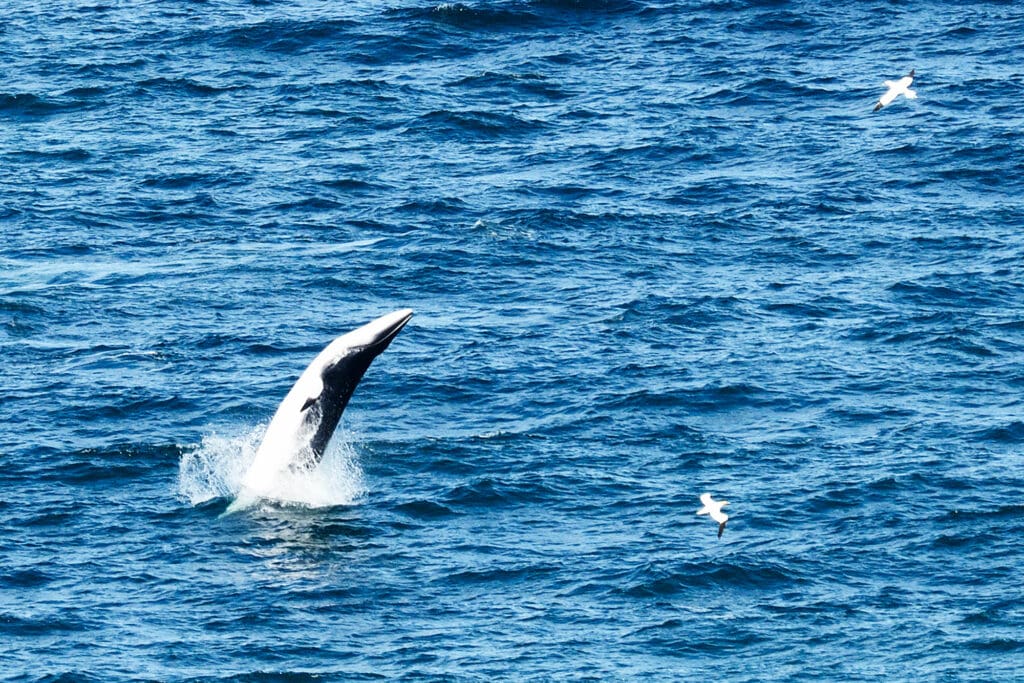 Minke Whale