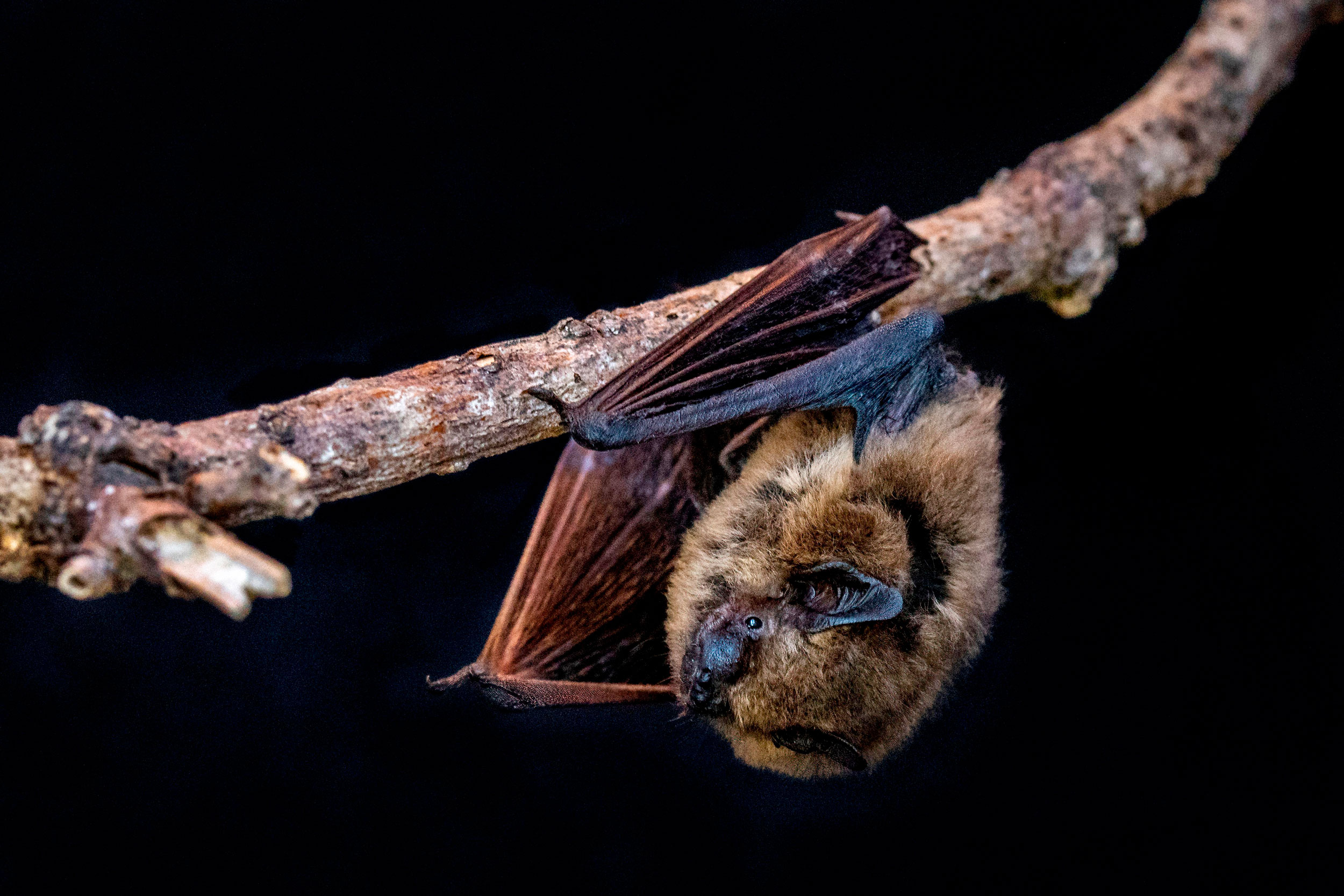 Pipistrelle Bat hanging from branch in the dark