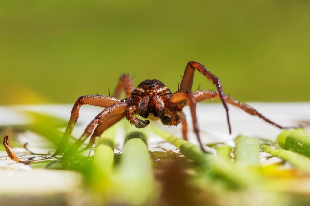 Fen Raft Spider on water