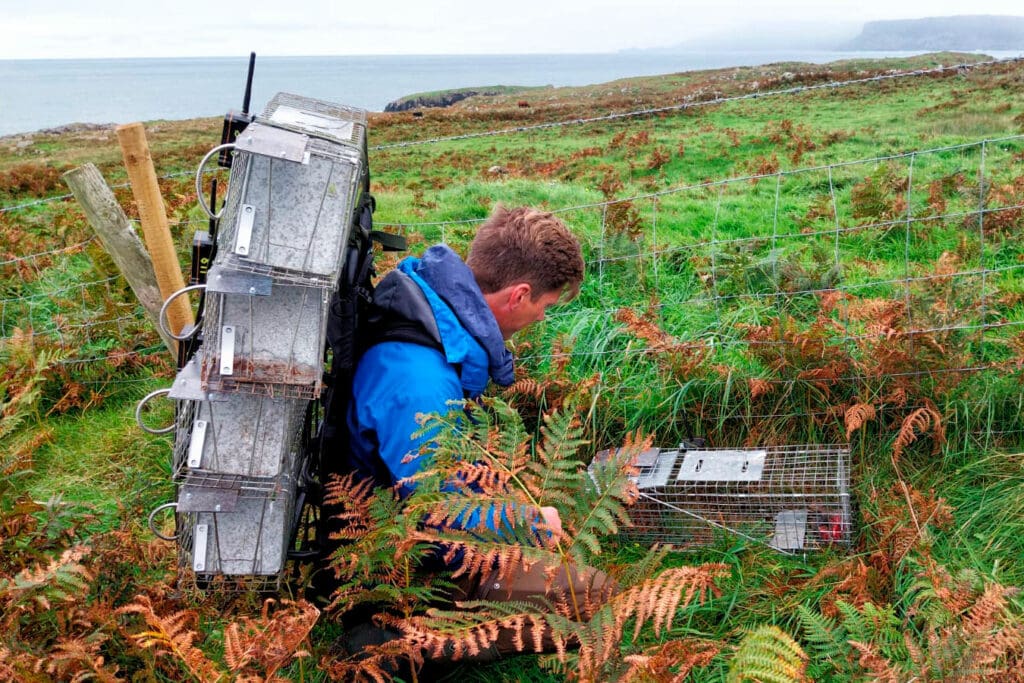 Person placing ferret traps on Rathlin Island