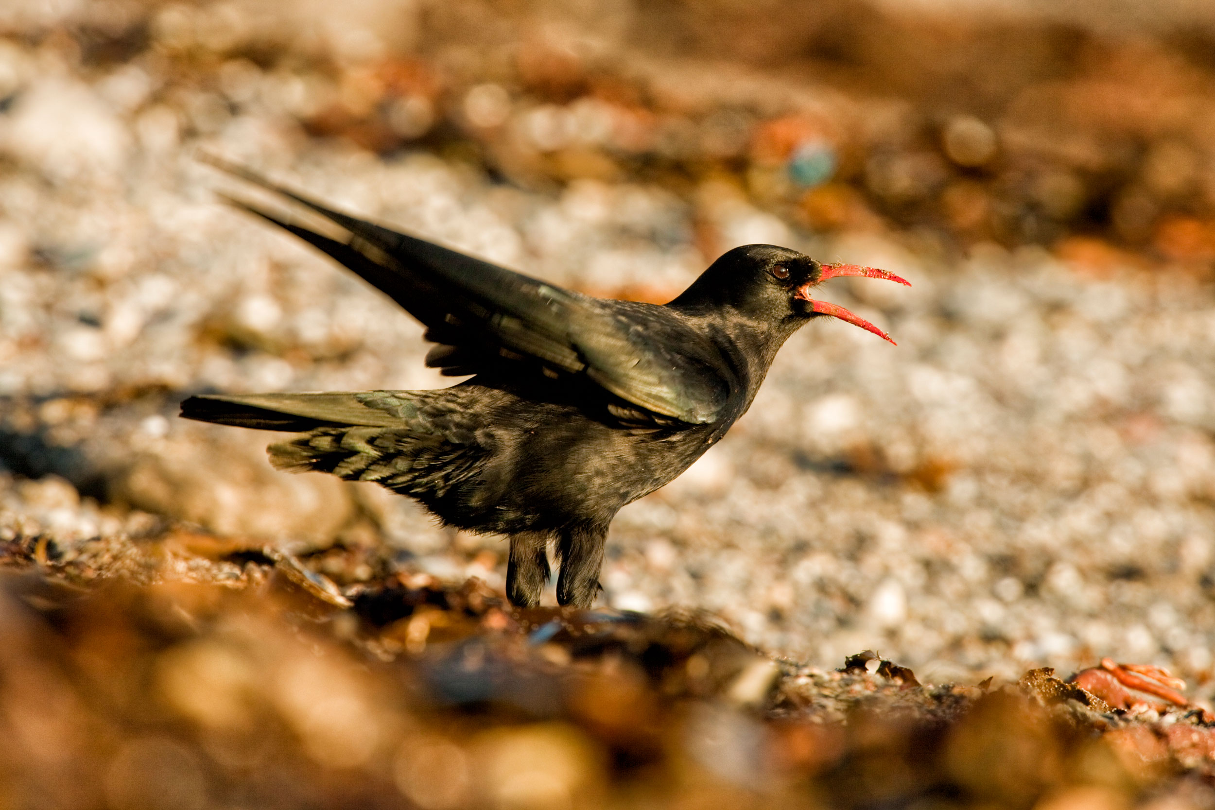 Red-billed Chough on ground