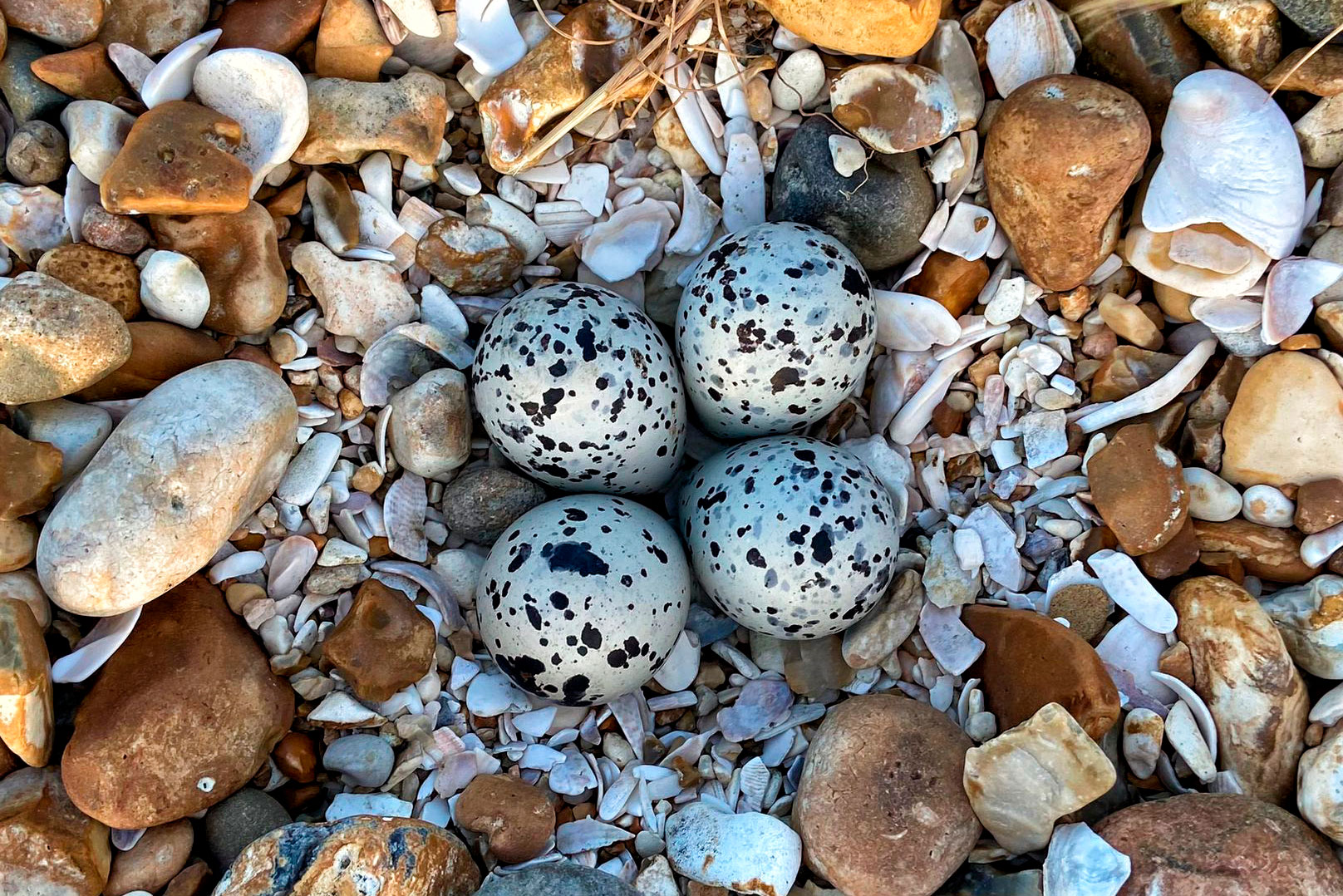 Ringed Plover eggs in pebble nest