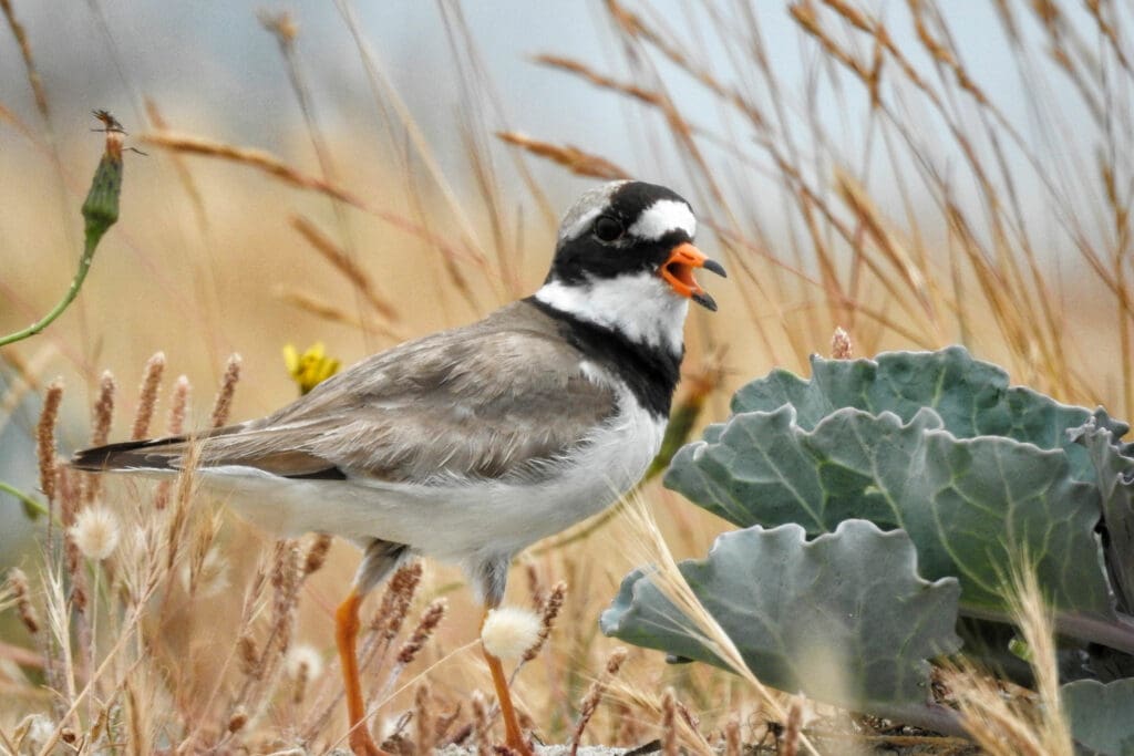 Ringed Plover in reeds