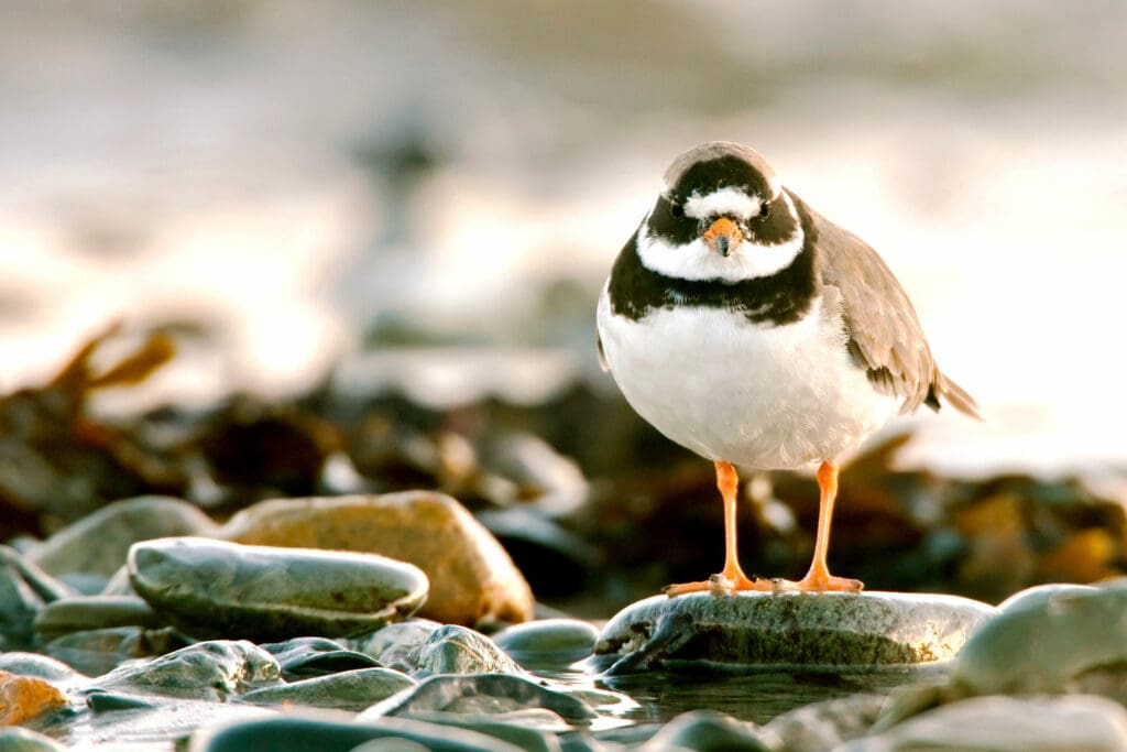 Ringed Plover on pebbles