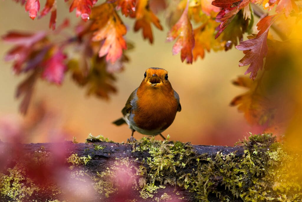 Robin perched on mossy log