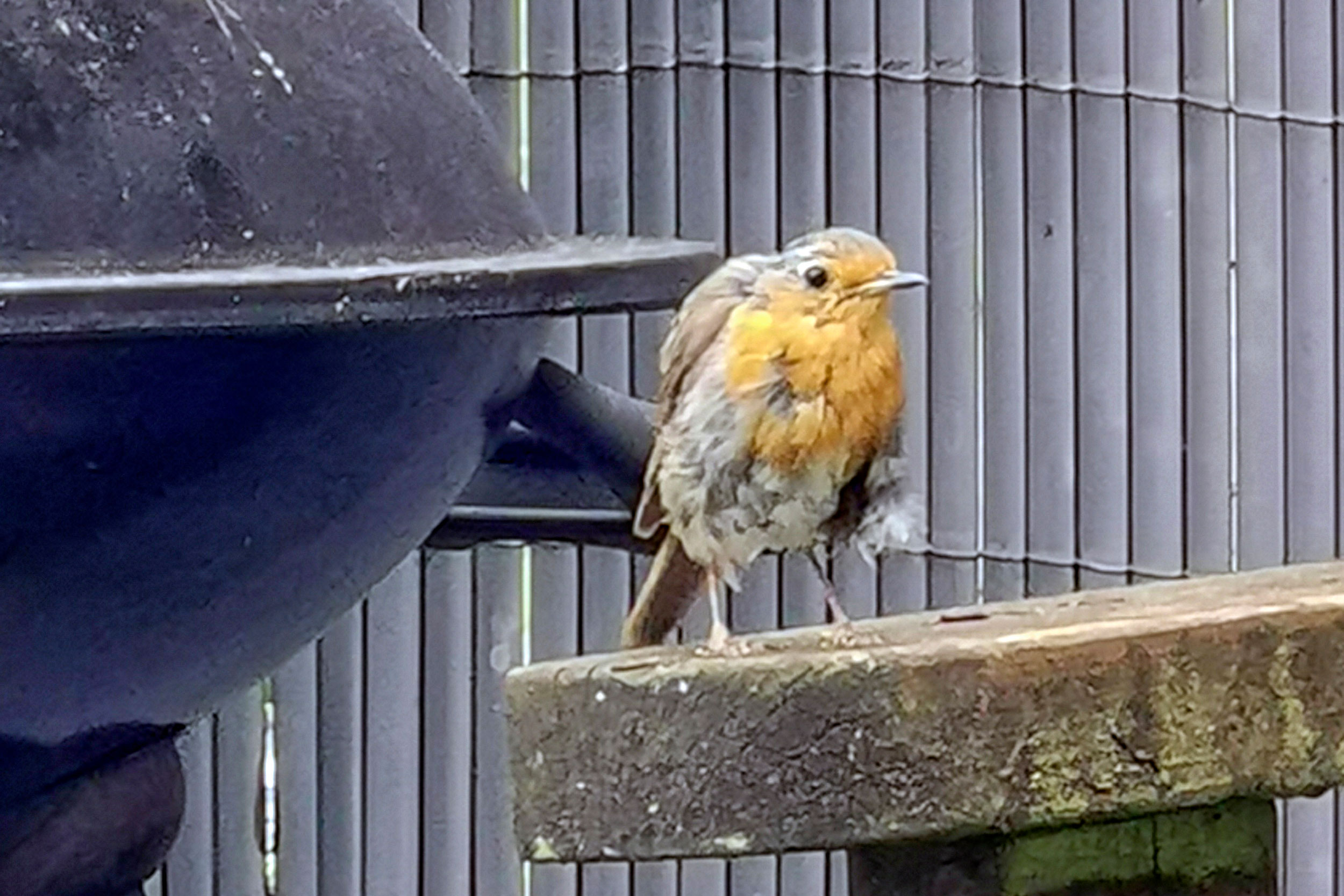 Robin displaying air sac