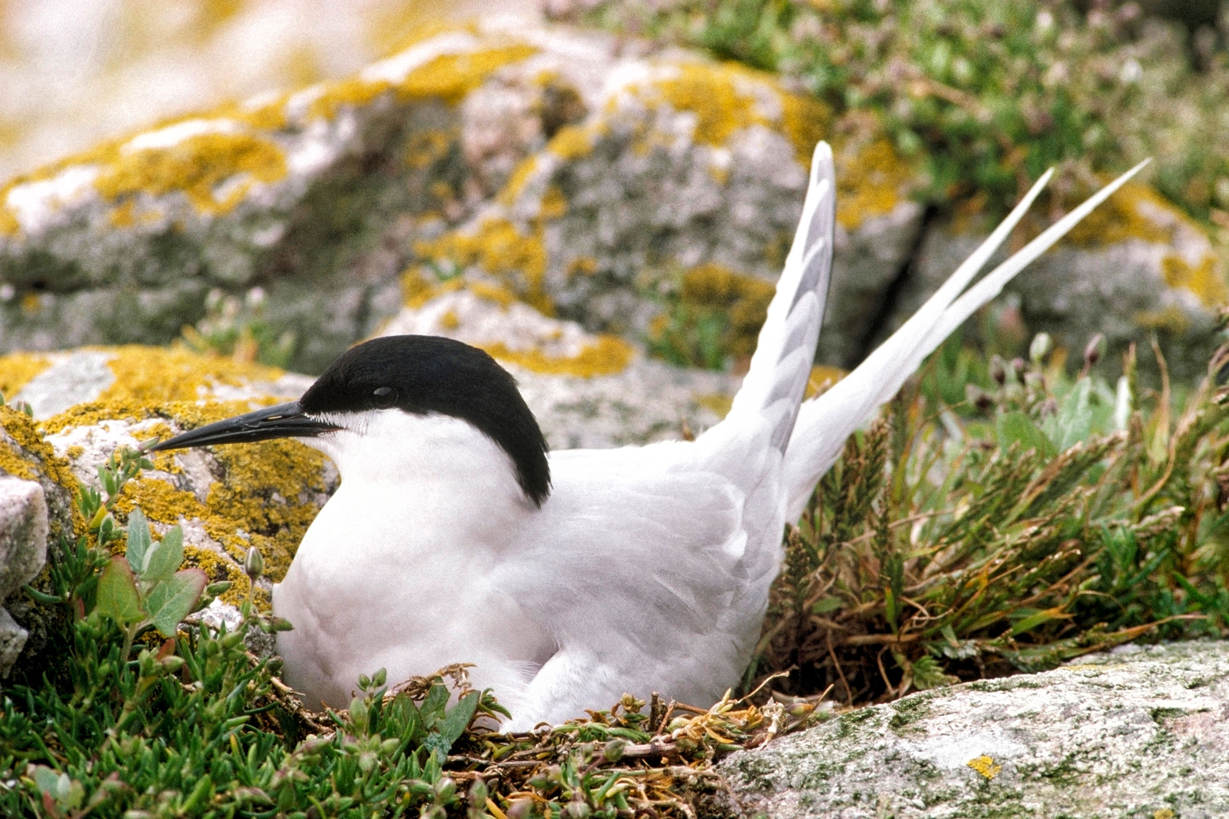 Roseate Tern sat on ground