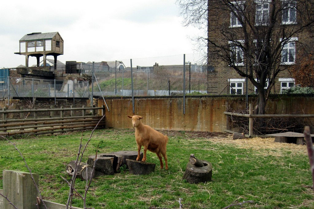 Goat in city farm